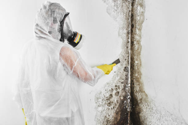 Best Mold Testing and Removal  in Madison, GA