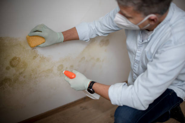 Best Mold Remediation Experts  in Madison, GA