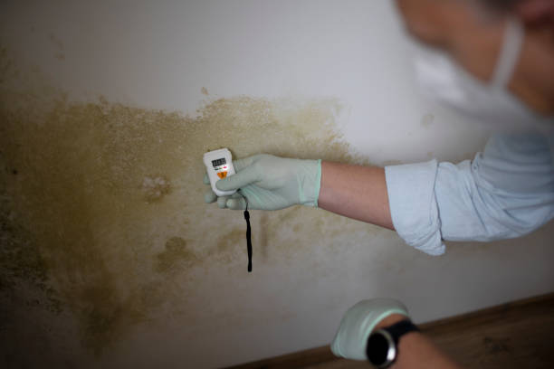Best Same-Day Mold Removal  in Madison, GA