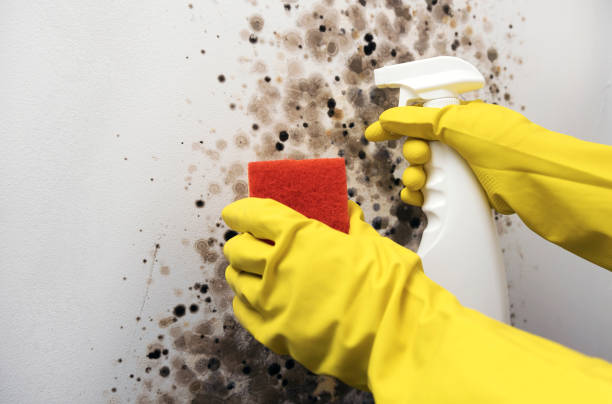 Best Office Mold Removal Services  in Madison, GA