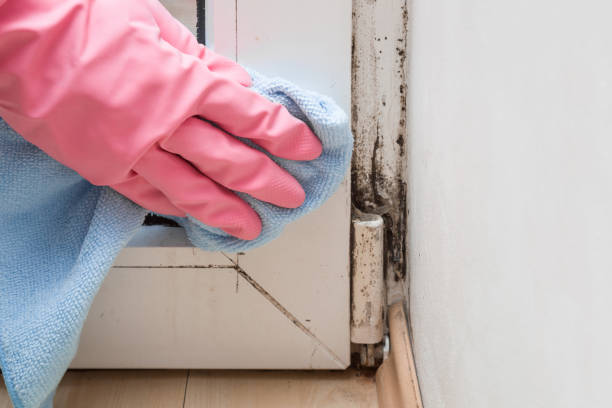 Best Attic Mold Removal  in Madison, GA