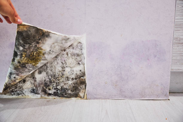  Madison, GA Mold Removal Pros